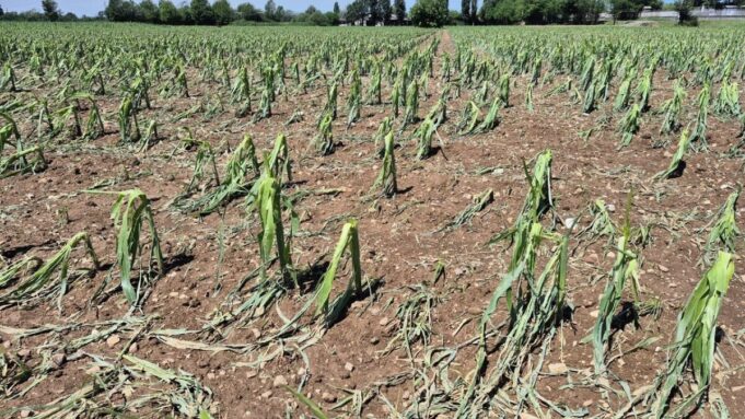 Grandine e vento devastano le campagne, Coldiretti lancia l'allarme