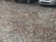 Violenta grandinata, albero caduto in tangenziale ovest. Traffico molto rallentato