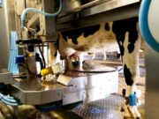 Mungitura robotizzata: a Brescia ci sono 204 impianti