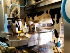 Mungitura robotizzata: a Brescia ci sono 204 impianti