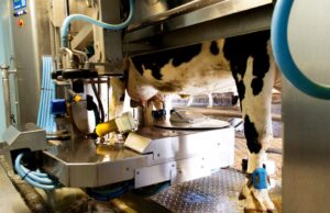 Mungitura robotizzata: a Brescia ci sono 204 impianti