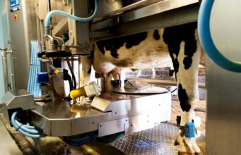 Mungitura robotizzata: a Brescia ci sono 204 impianti
