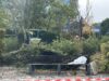 Parco Tarello, al via i lavori anti degrado: potatura delle siepi e più controlli