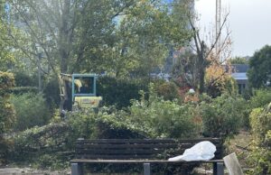 Parco Tarello, al via i lavori anti degrado: potatura delle siepi e più controlli