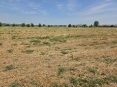 Siccità e caldo, Confagricoltura: “A rischio raccolti e produzioni”